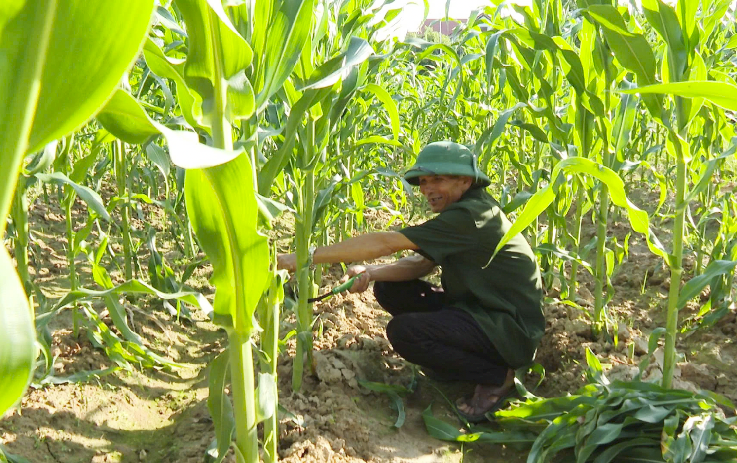 Vườn bắp trái vụ do CCB Đặng Văn Luân trồng sẽ cho thu hoạch trong những ngày tới - Ảnh: L.T