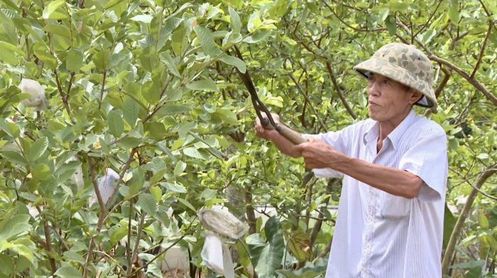 Vườn mẫu, điểm nhấn trong xây dựng nông thôn mới ở Trường Phú