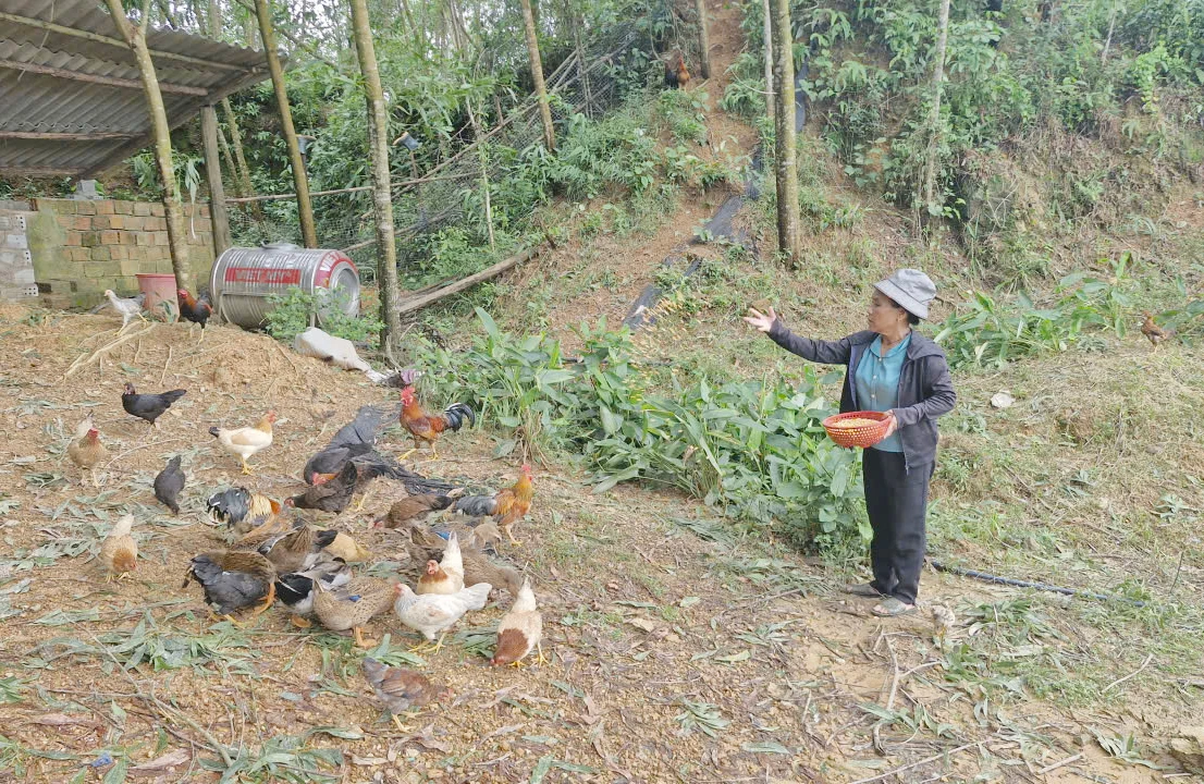 Nhờ phát triển chăn nuôi,  kinh tế gia đình bà Phạm Thị Lâm ngày càng ổn định - Ảnh: X.V