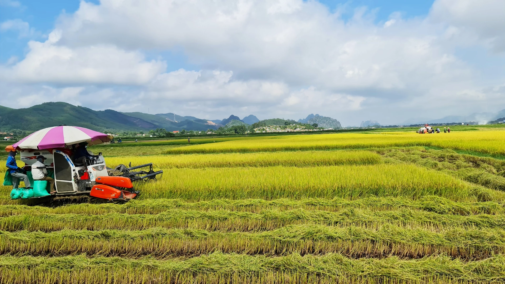 Mùa vàng trên cánh đồng sản xuất lúa hữu cơ ST25 ở xã Nam Ba Đồn - Ảnh: L.Chi   