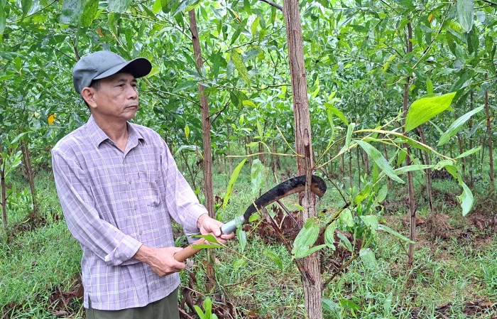 Nâng cao giá trị rừng trồng