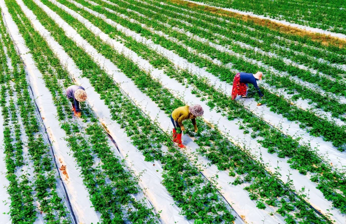 Nông nghiệp xanh, hiện đại