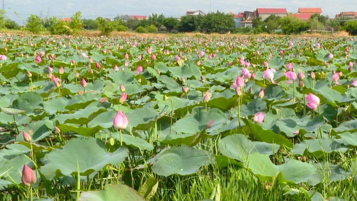 Xúc cảm với sen