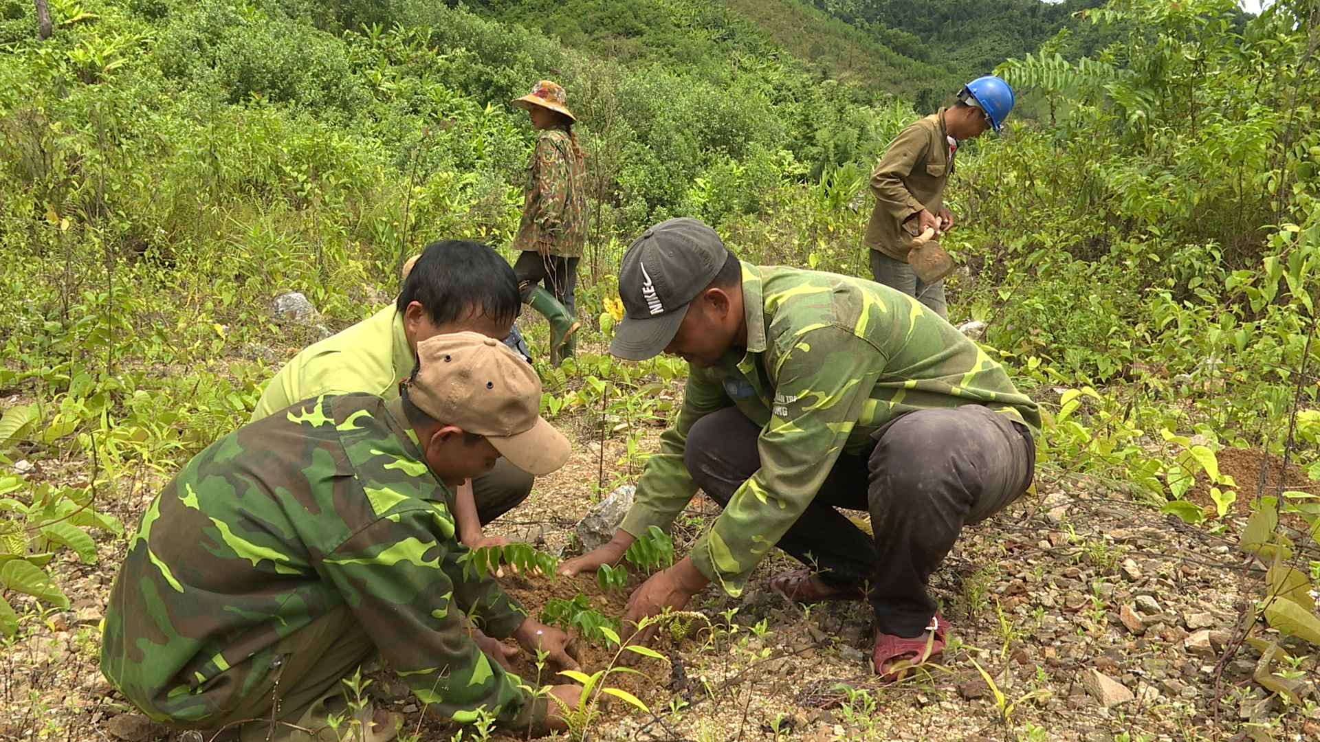 Cần sự chung tay của cộng đồng để rừng thêm xanh. MH