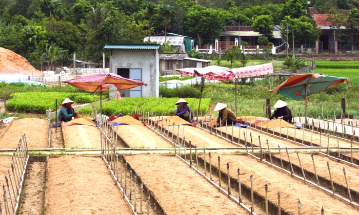 Ươm mầm xanh trên vùng đất Tân Gianh