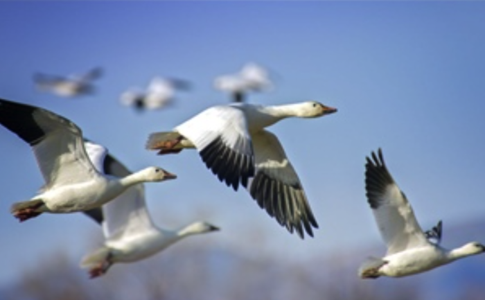 Virus H5N1 lây lan trong quần thể chim bản địa tại Australia