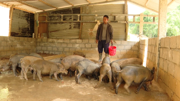 Bảo tồn nguồn gen lợn bản địa Vân Pa