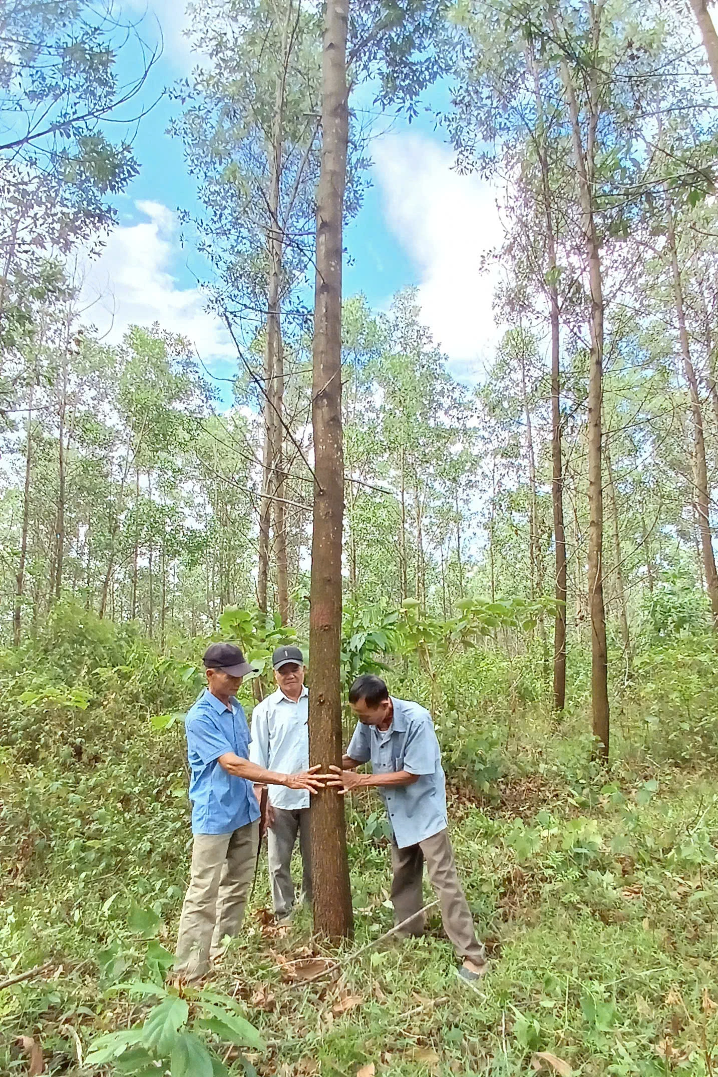 Kéo dài chu kỳ khai thác gỗ góp phần nâng cao giá trị kinh tế và hướng tới phát triển lâm nghiệp bền vững - Ảnh: N.B.