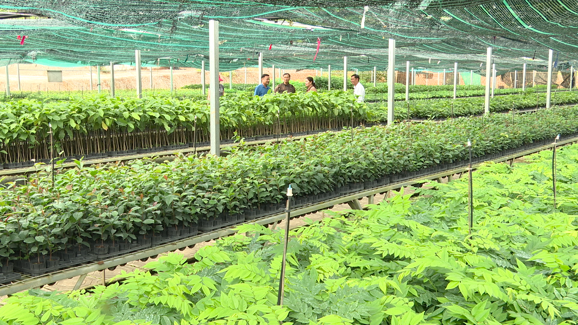 17 loại giống cây bản địa như lim, gõ, táu, trắc, giáng hương, sến…được mô hình của ông Quý cung cấp cho thị trường mỗi năm. MH