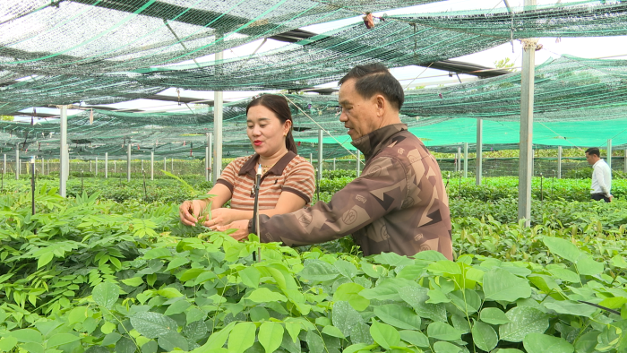 Để rừng thêm xanh