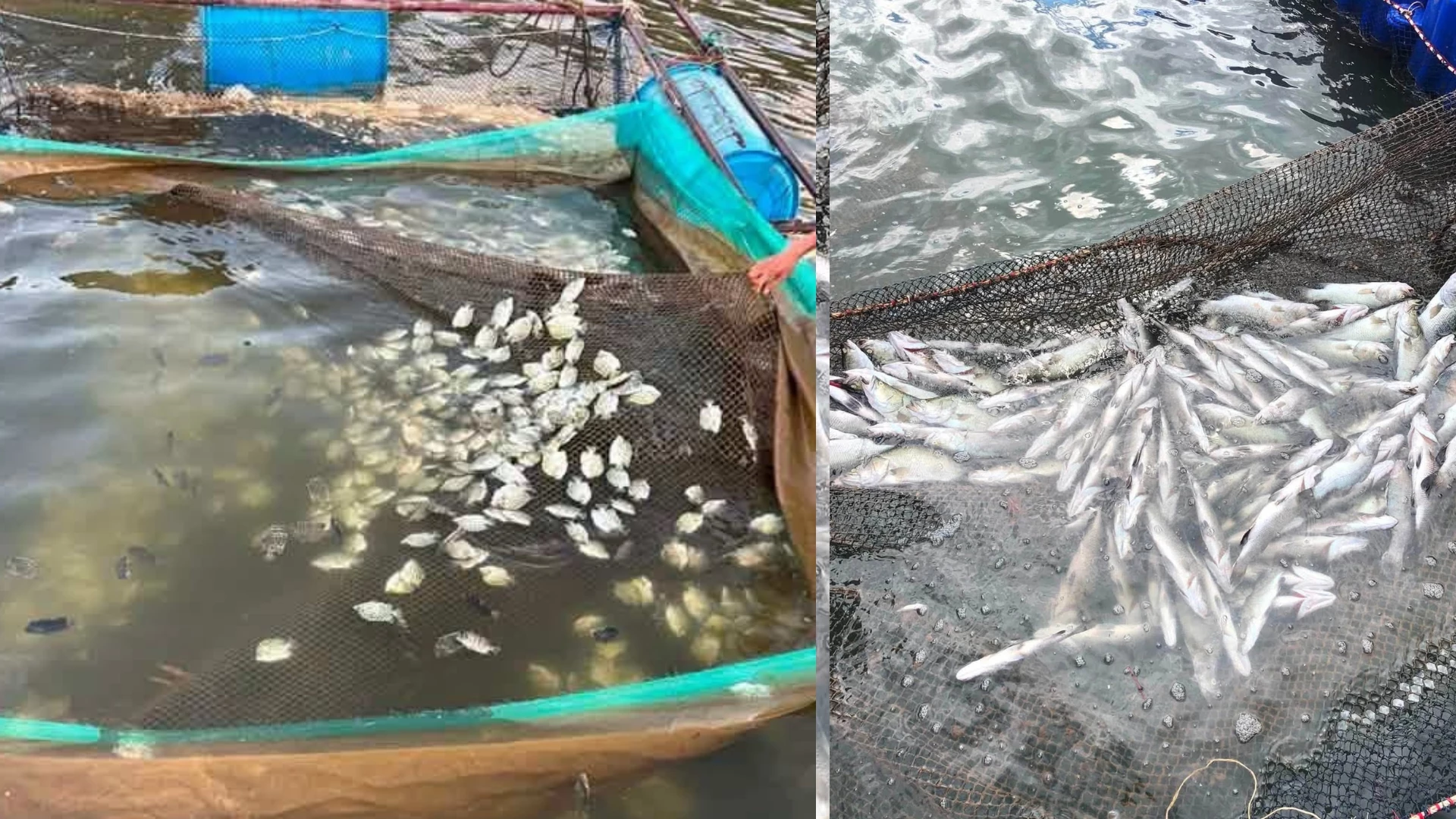 Nguyên nhân cá tự nhiên và cá nuôi lồng bè chết hàng loạt được xác định không phải do dịch bệnh - Ảnh: L.T