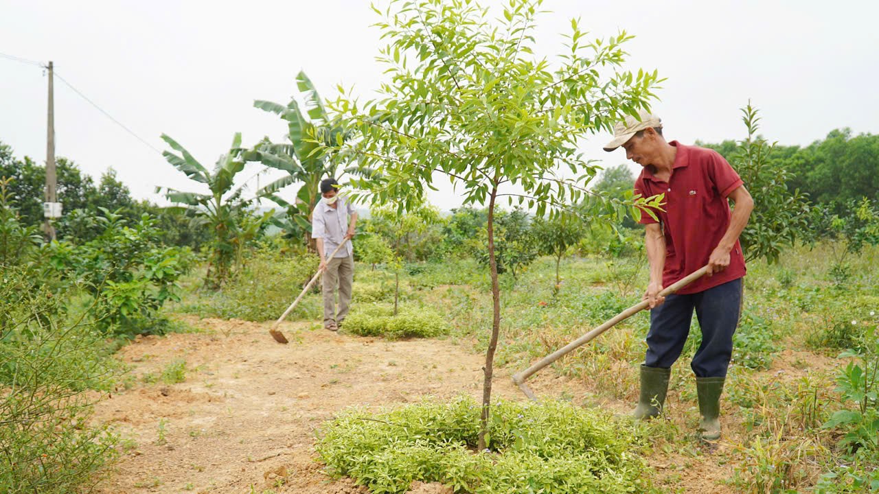 Cải tạo vườn tạp, tăng thu nhập là hướng thoát nghèo ở xã Hiếu Giang - Ảnh: P.X.D