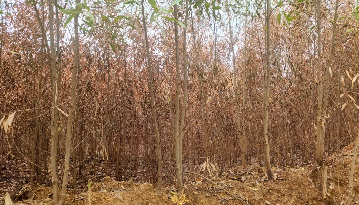Trắng tay vì 'hỏa tặc'