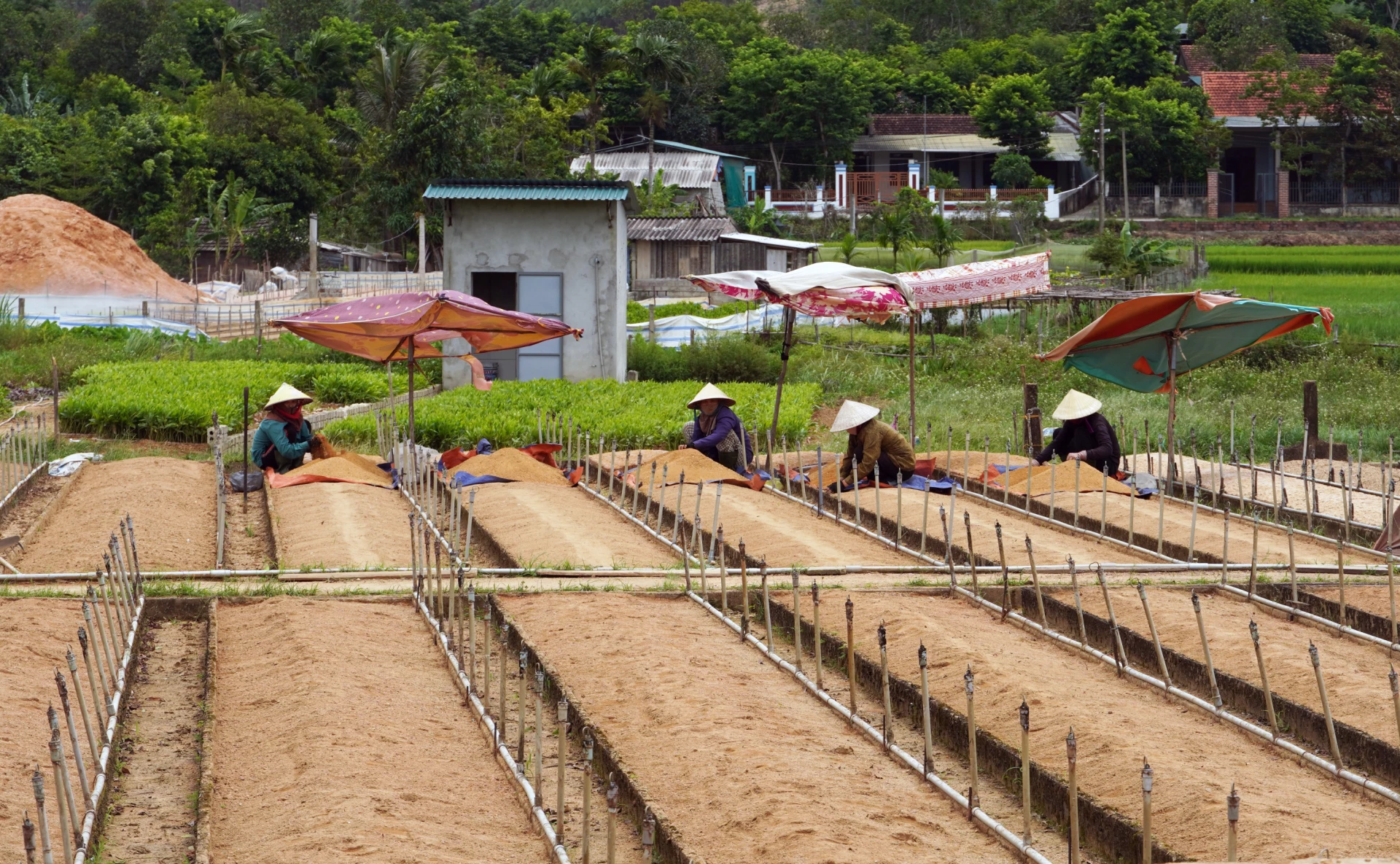 Nghề ươm cây giống mang lại thu nhập ổn định cho nhiều lao động tại địa phương - Ảnh: L.Lan