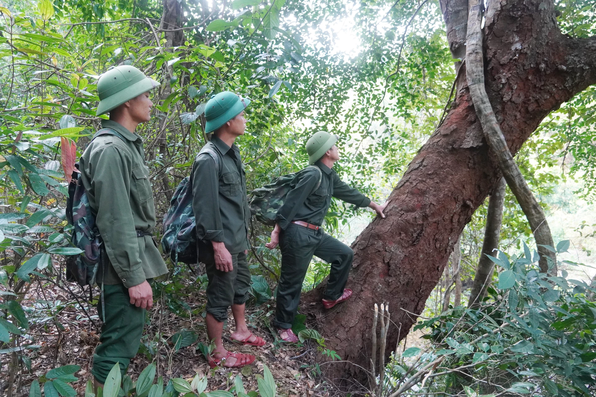 Nhờ có lực lượng bảo vệ rừng từ các hộ gia đình, rừng phòng hộ Quảng Ninh được bảo vệ tốt-Ảnh: X.V