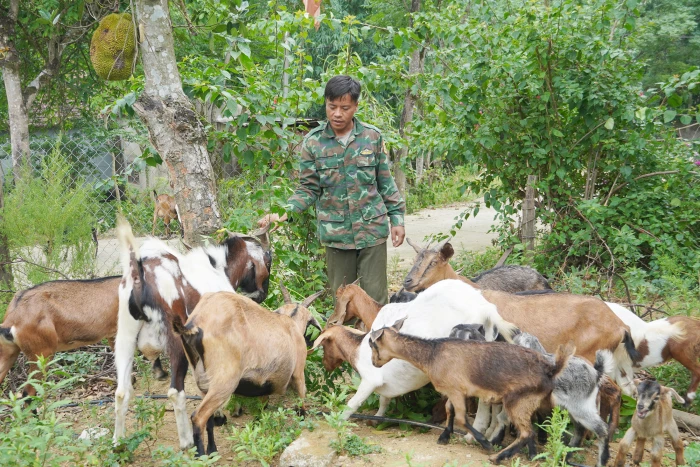 Làm giàu trên đất Ma Rai