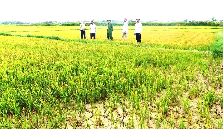 Nhiều diện tích lúa hè-thu ở Hợp tác xã Đông Giang 1 thiếu nước do nắng hạn- Ảnh: Đ.V