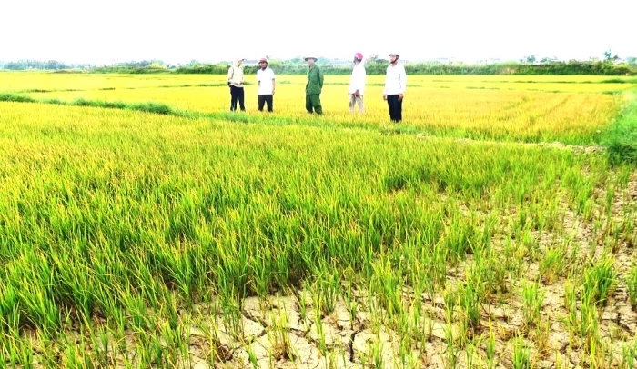Nỗ lực chống hạn cho cây lúa