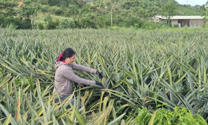 Mô hình kinh tế hiệu quả