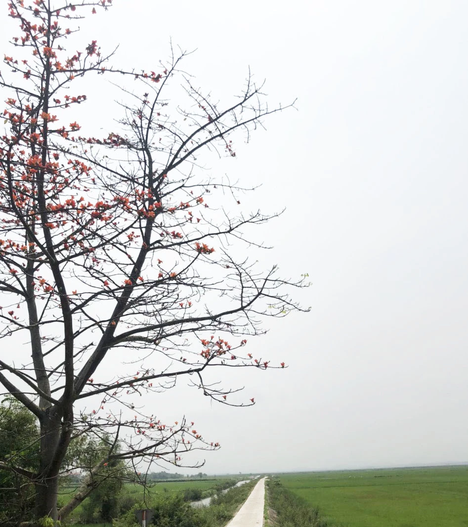 Cánh đồng làng