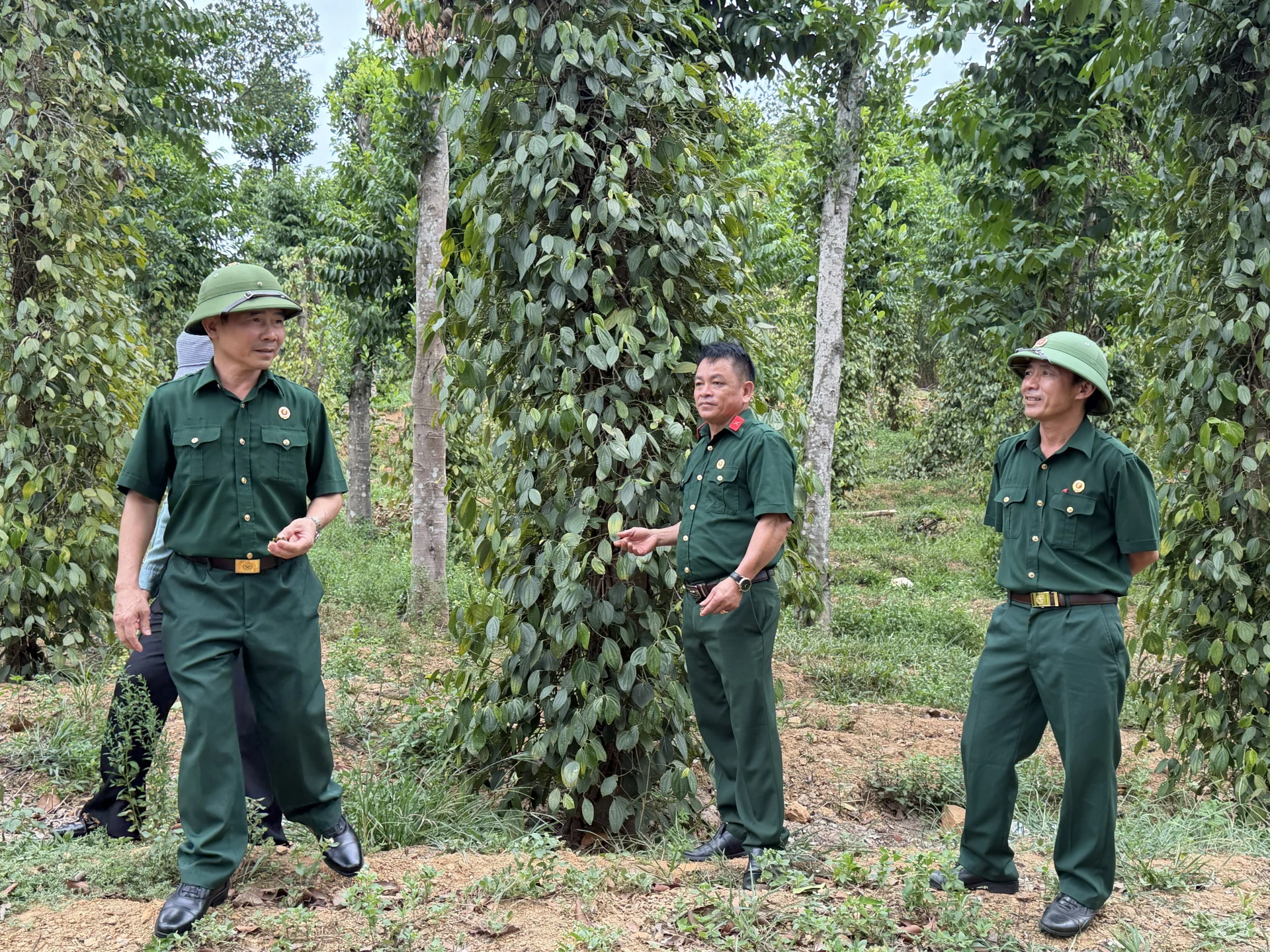 Hồ tiêu một trong những cây trồng mang lại hiệu quả kinh tế khá cao cho gia đình cựu chiến binh Ngô Xuân Dũng (đứng giữa) - Ảnh: Nh.V