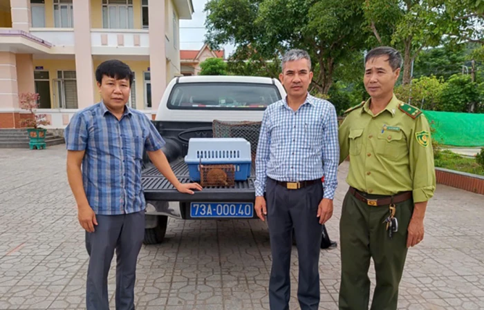 Tiếp nhận cá thể cu li nhỏ để cứu hộ