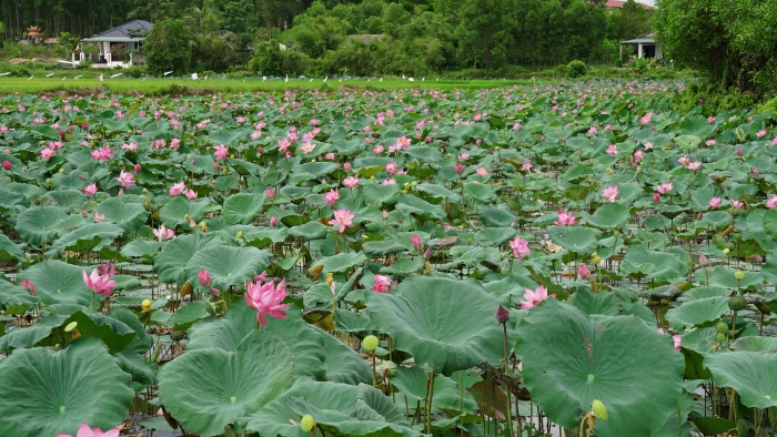 Mở hướng phát triển từ trồng sen lấy hạt