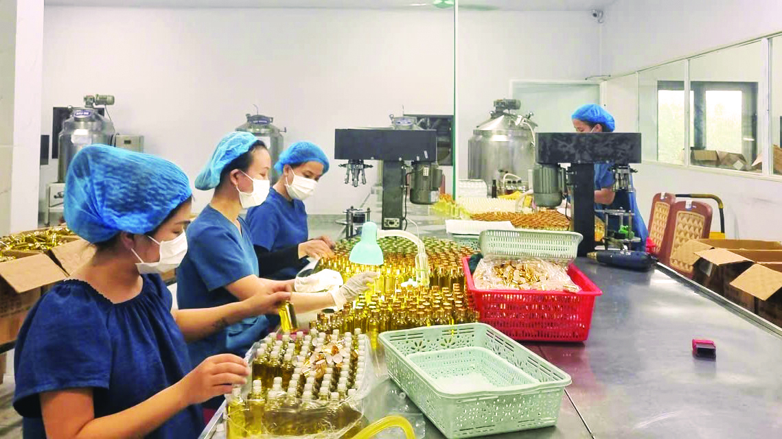 Lao động trong lĩnh vực chế biến sẽ là một trong những ngành kinh tế mũi nhọn được tỉnh quan tâm đào tạo - Ảnh: M.L