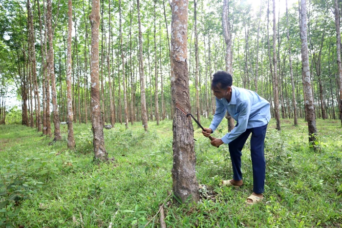'Vé thông hành' cho nông, lâm sản vào châu Âu