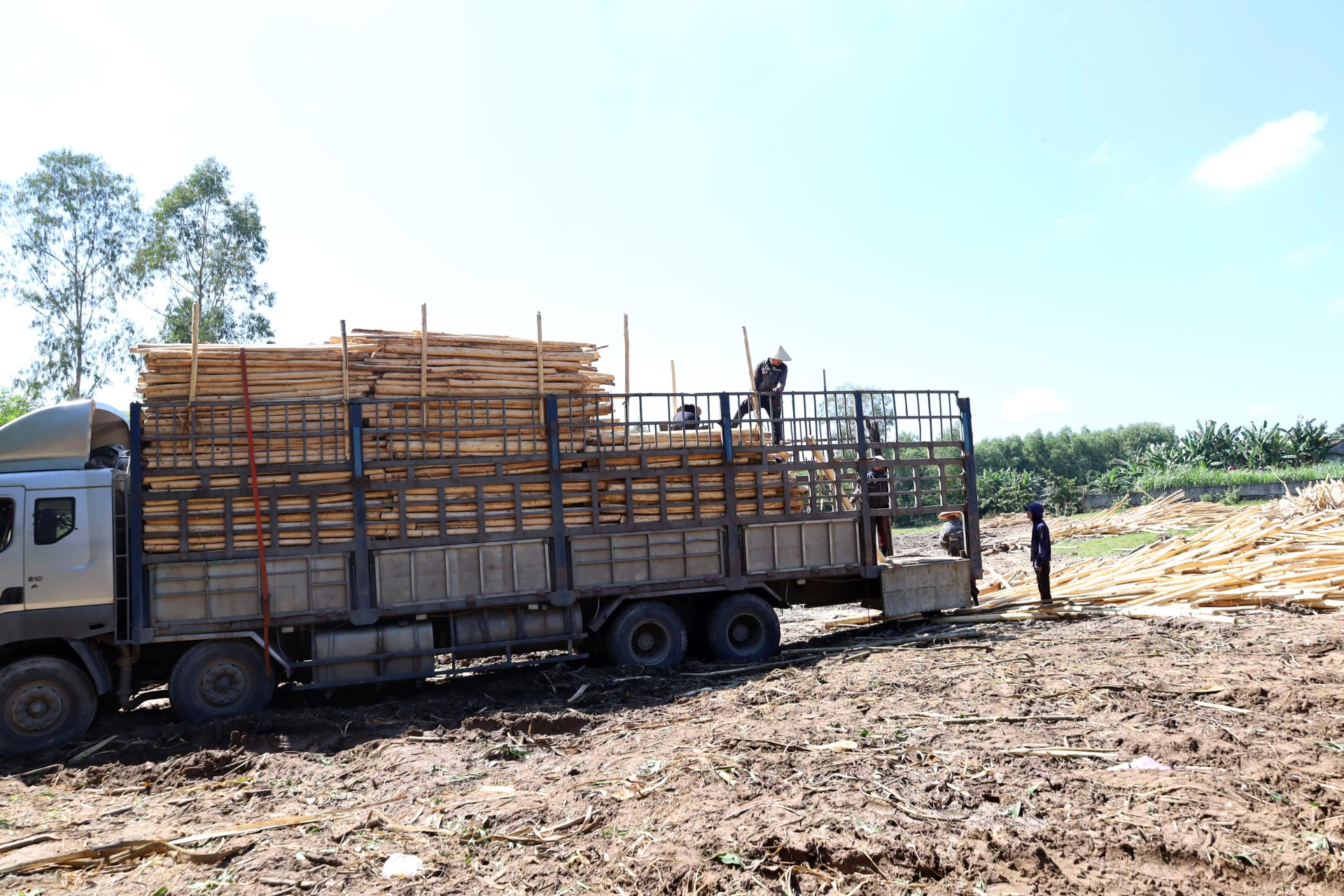 Gỗ rừng trồng là 1 trong 3 ngành hàng xuất khẩu chủ lực của Quảng Trị được xác định sẽ chịu ảnh hưởng trực tiếp bởi EUDR - Ảnh: V.M.

