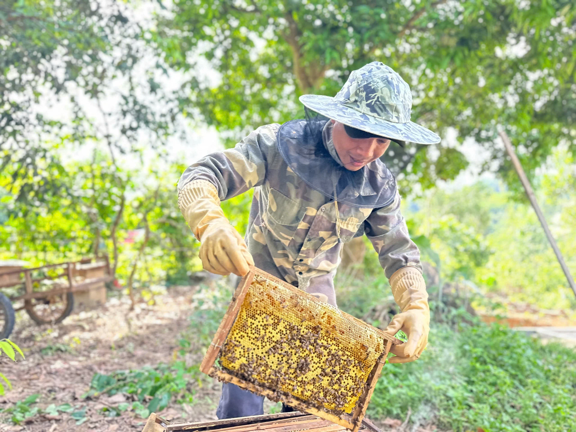 Mật ong Trường Sơn là loại ong nội thuần hóa, chất lượng mật rất cao - Ảnh: P.P
