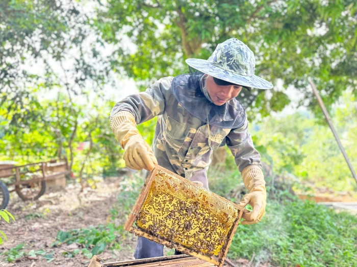 Mật ong Trường Sơn trước bài toán tiêu thụ
