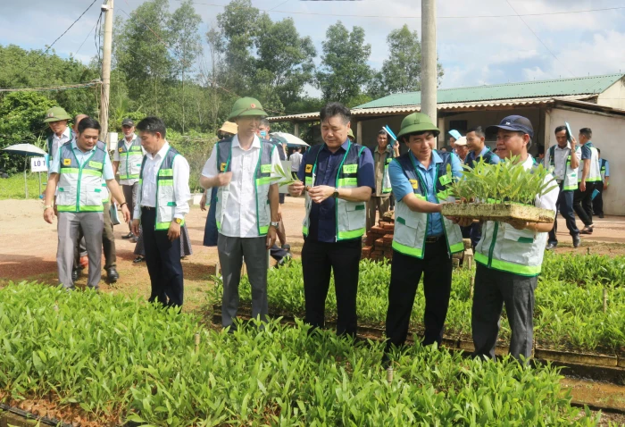 Phát triển gỗ rừng trồng: Hướng tới chuỗi giá trị bền vững