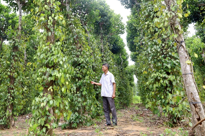 Cơ cấu mới cây trồng lâm nghiệp