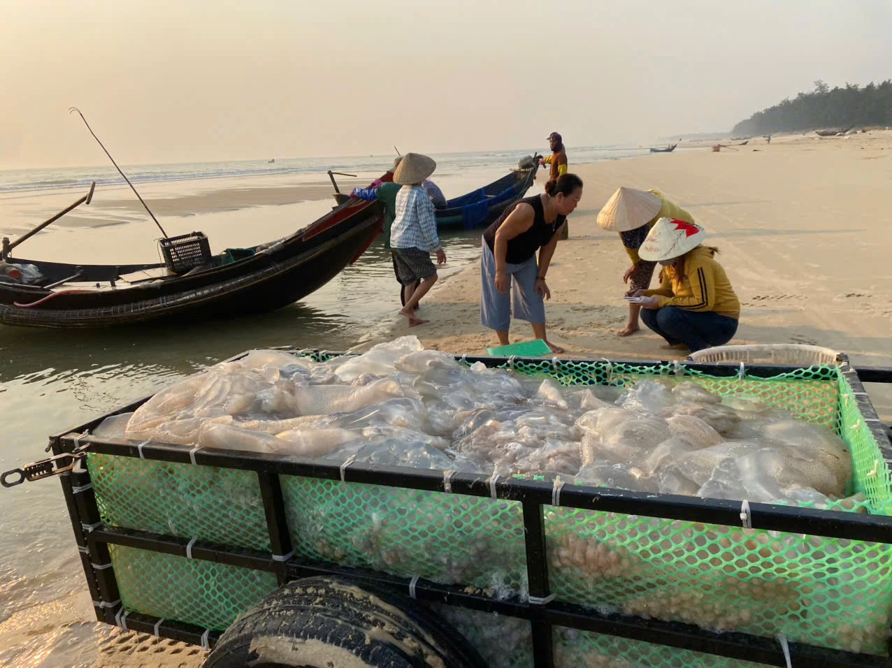 Những mẻ sứa vừa cập bến được vận chuyển về cơ sở chế biến sứa Bang Thủy - Ảnh: Quang Ngọc.