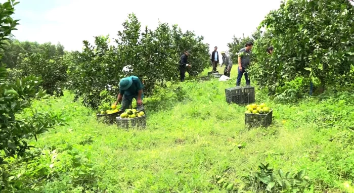 Mở hướng cho nông sản địa phương