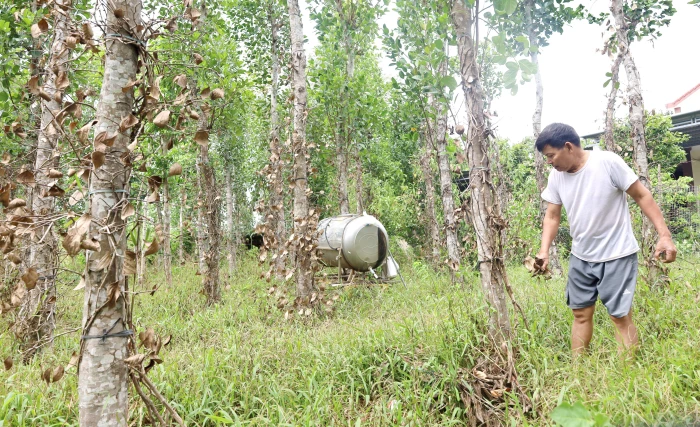 Nam Trạch: Nông dân gặp khó vì tiêu chết hàng loạt