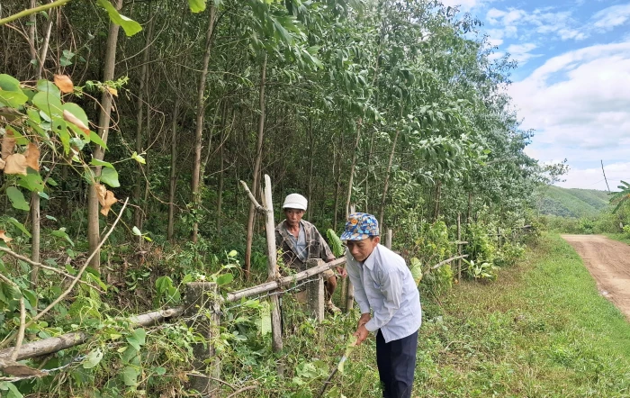 Làm giàu từ trồng rừng