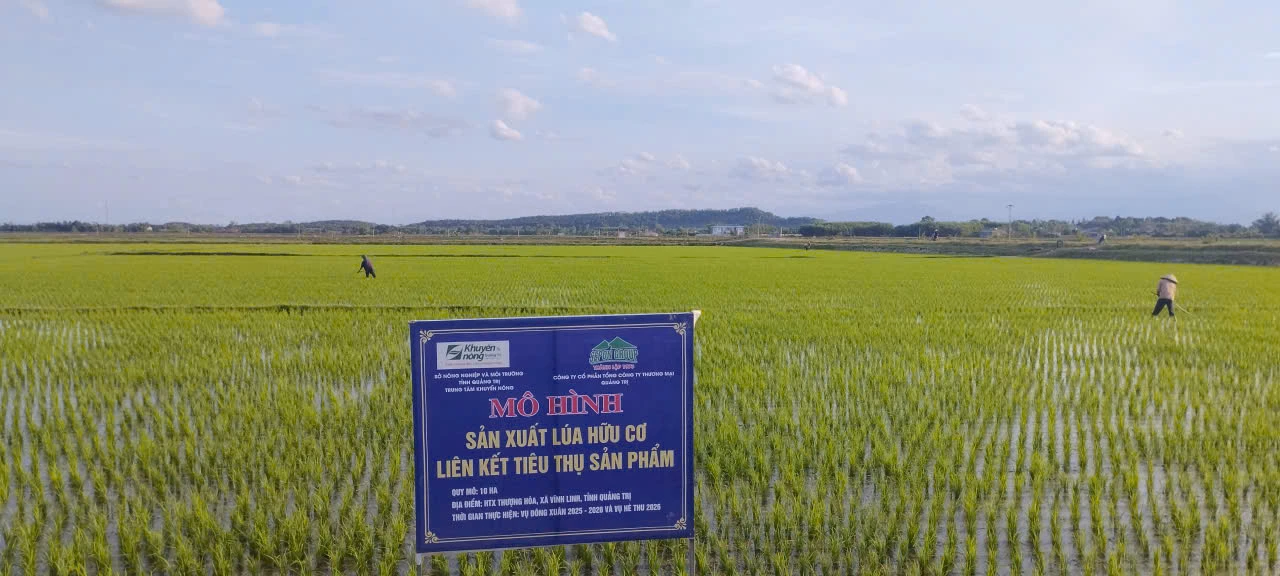 Mô hình liên kết sản xuất lúa hữu cơ mang lại thu nhập cao cho thành viên Hợp tác xã nông nghiệp Thượng Hòa - Ảnh: T.T