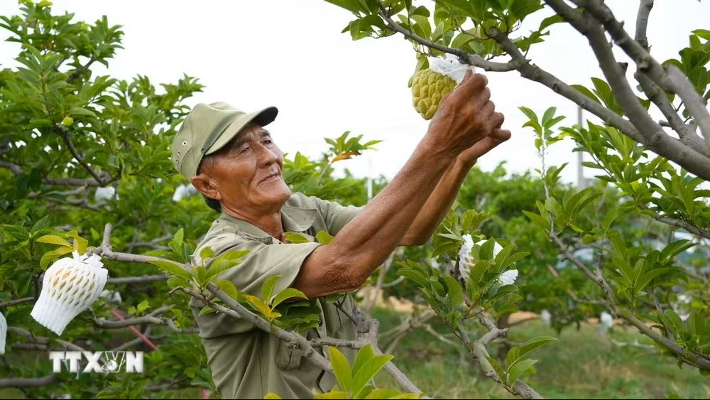 Nông dân chăm sóc vườn na được trồng ứng dụng công nghệ ca. (Ảnh: Minh Phú/TTXVN)