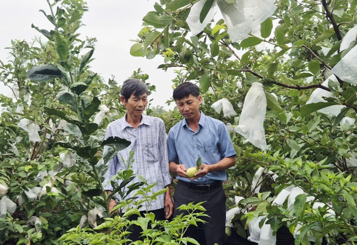 Thu nhập cao từ vườn mẫu