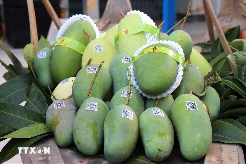 Xoài tượng da xanh An Giang xuất sang thị trường Hoa Kỳ. (Ảnh: Thanh Sang/TTXVN)