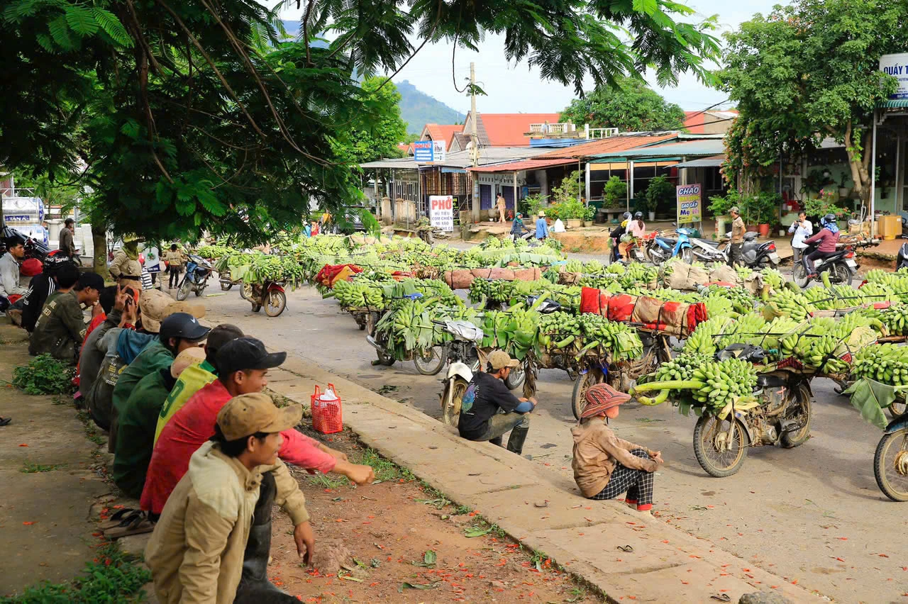 Vựa chuối khu vực miền Trung.