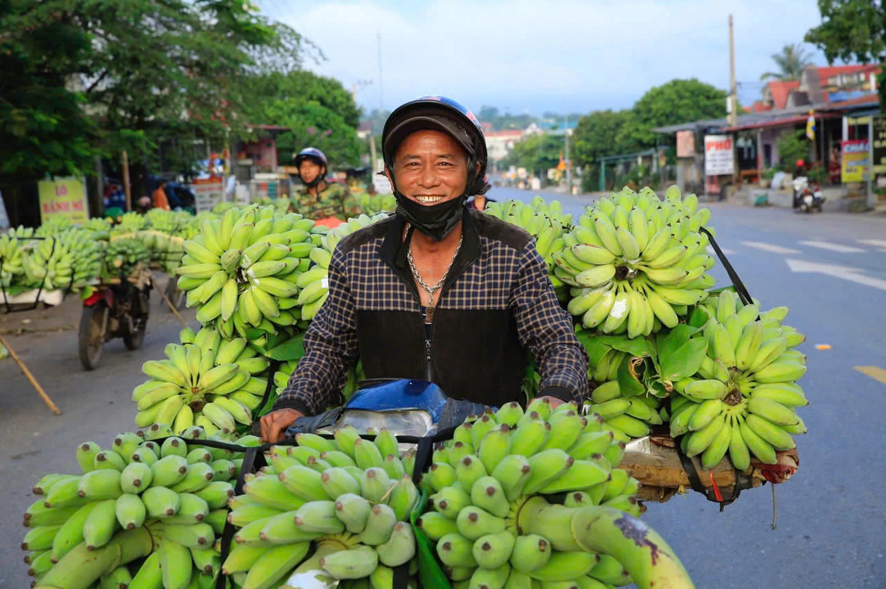 Nông dân trồng chuối xã miền núi biên giới Lao Bảo.