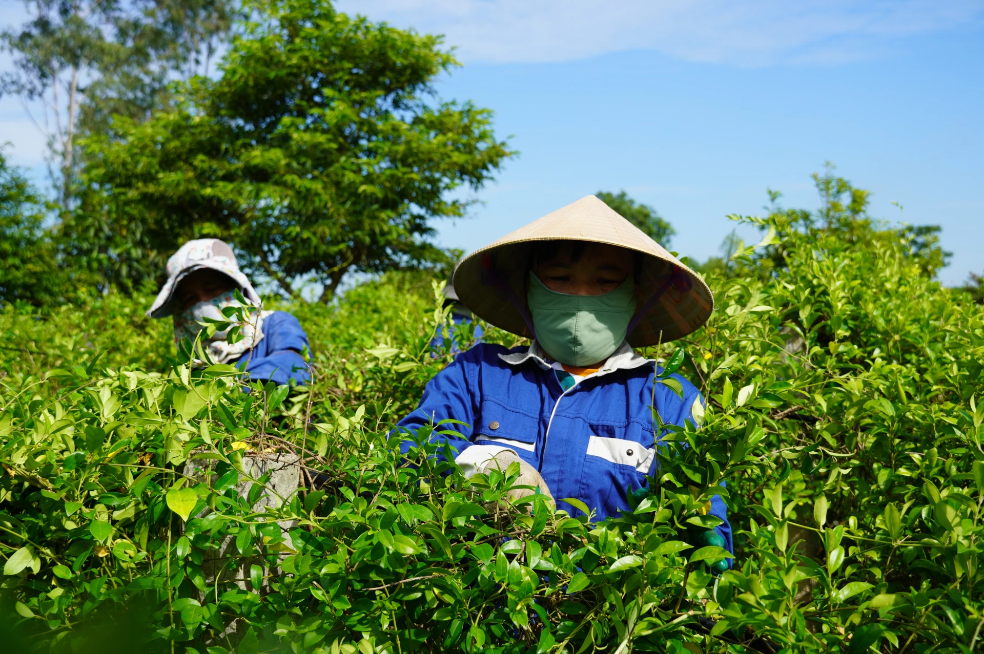 Sản xuất cây dược liệu theo hướng hóa là hướng đi hiệu quả góp phần nâng cao thu nhập cho người dân xã Bố Trạch -Ảnh: X.Phú