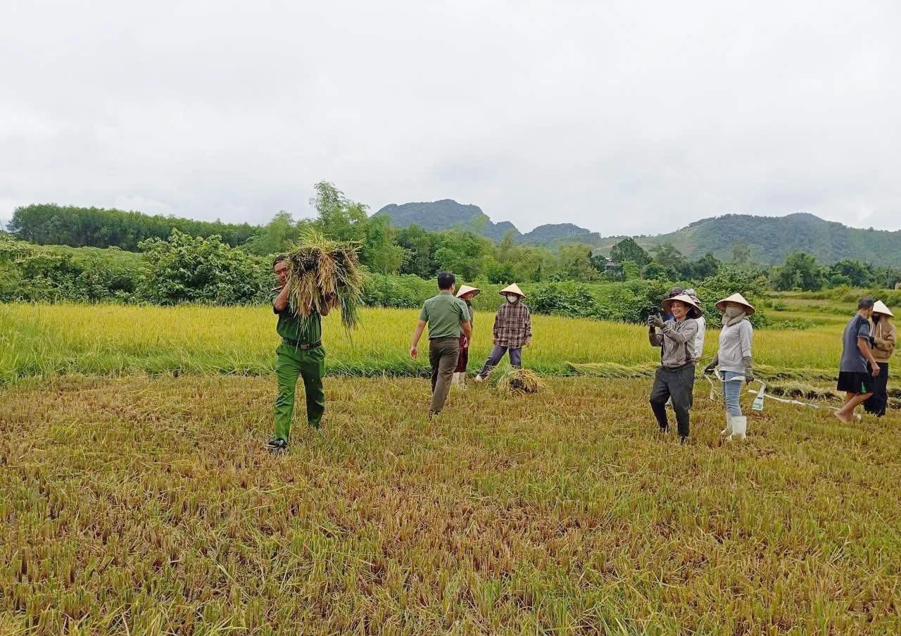 Lực lượng Công an xã Tuyên Phú giúp người dân thu hoạch lúa- Ảnh: X.V.