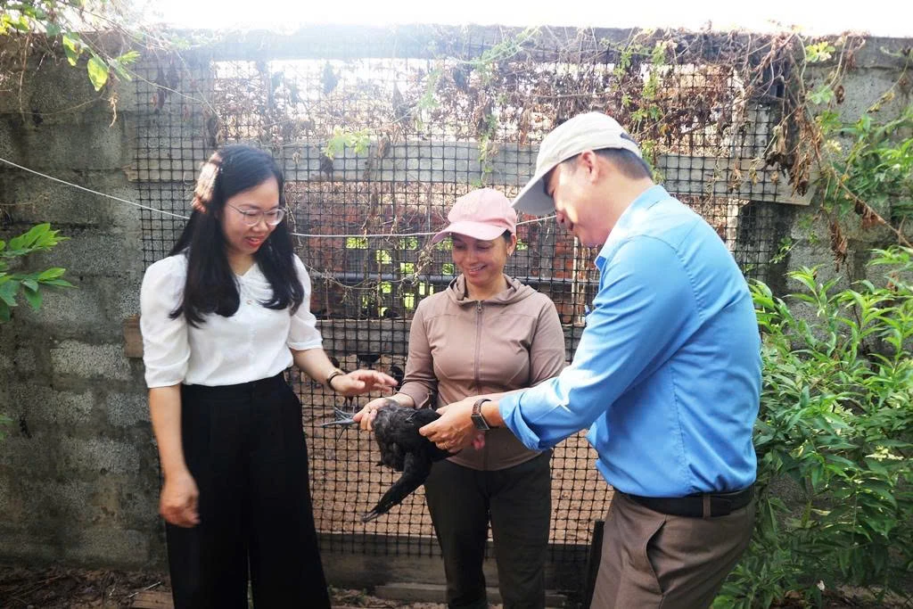 Giống gà H’Mông có sức đề kháng rất tốt, thích nghi nhanh với điều kiện tự nhiên tại Quảng Trị - Ảnh: T.Hoa