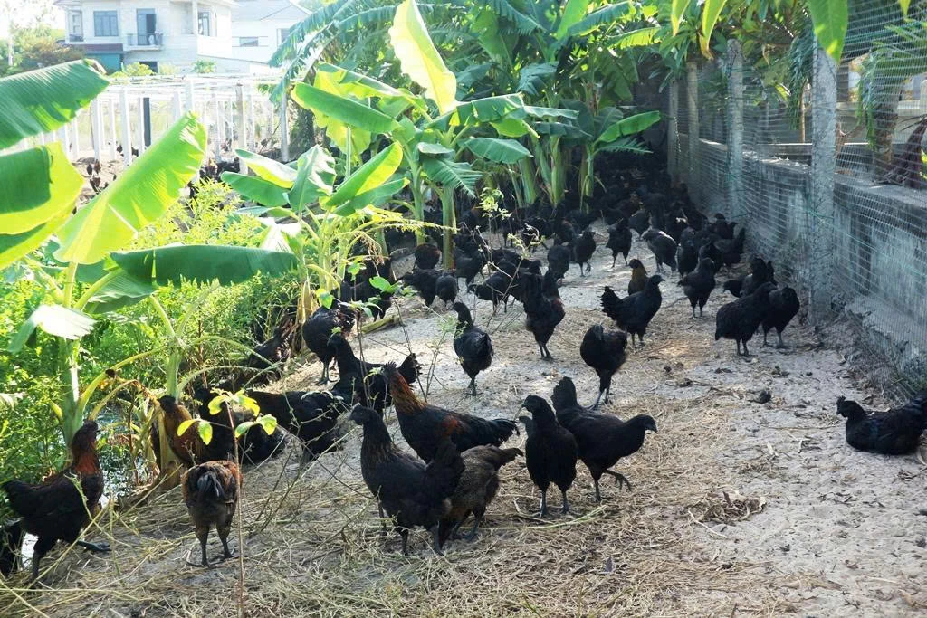 Mô hình chăn nuôi gà H’Mông của chị Trương Thị Hồng Trang tại thôn Tiền, xã Quảng Ninh - Ảnh: T.Hoa