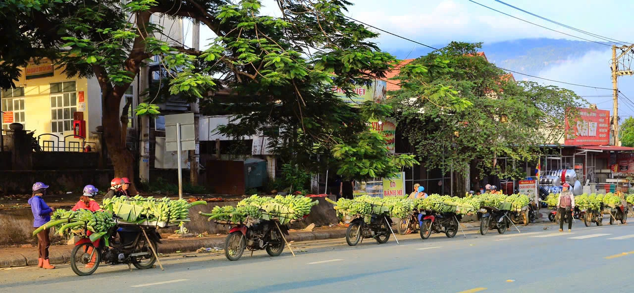 Sản phẩm chuối vận chuyển bằng xe máy về chợ Tân Long.