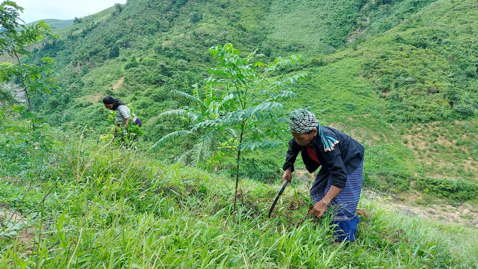 Bà còn đồng bào dân tộc thiểu số ở xã Dân Hóa tự chủ trong phát triển kinh tế rừng trồng.